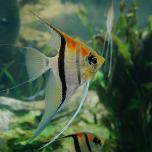 Fish & Aquatic Pet Supplies