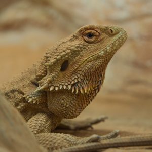 Reptiles & Amphibian Supplies